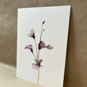 Ansichtkaart Lathyrus