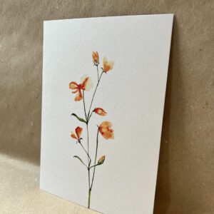 Ansichtkaart Lathyrus Oranje
